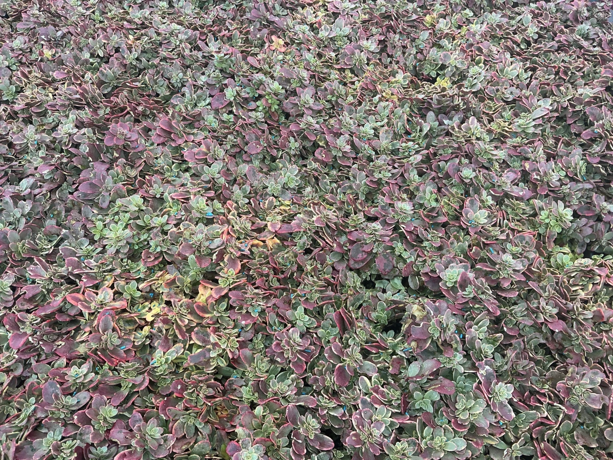 Stonecrop