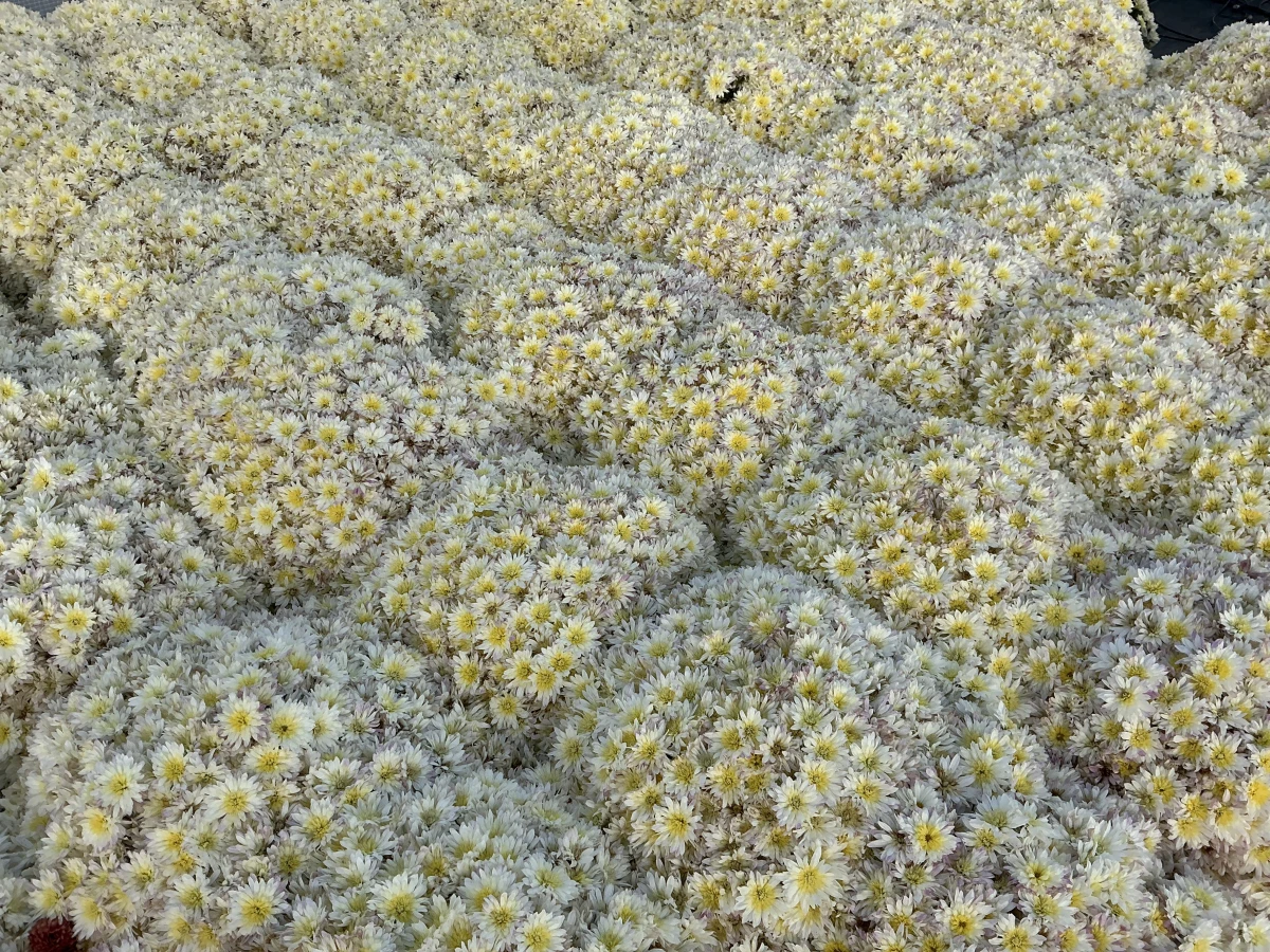 Garden Mum