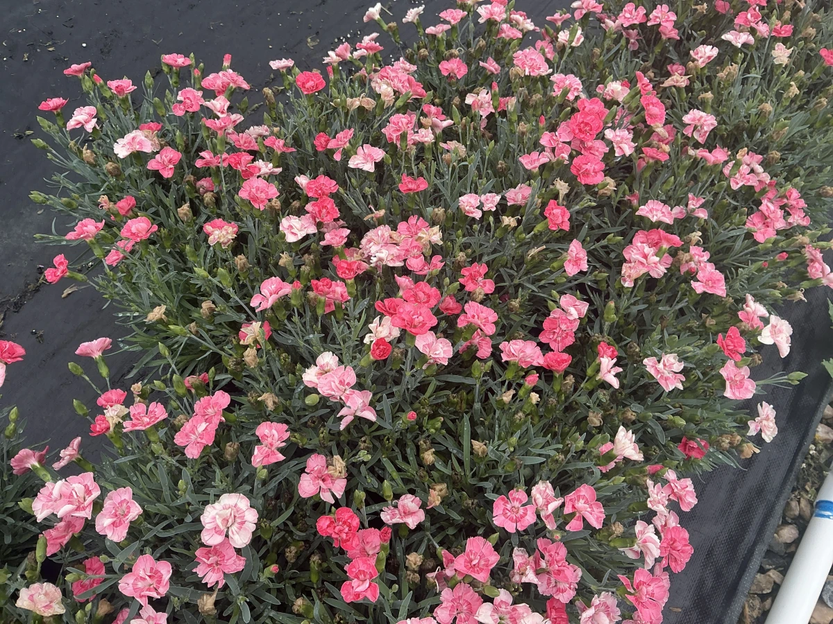 Pinks