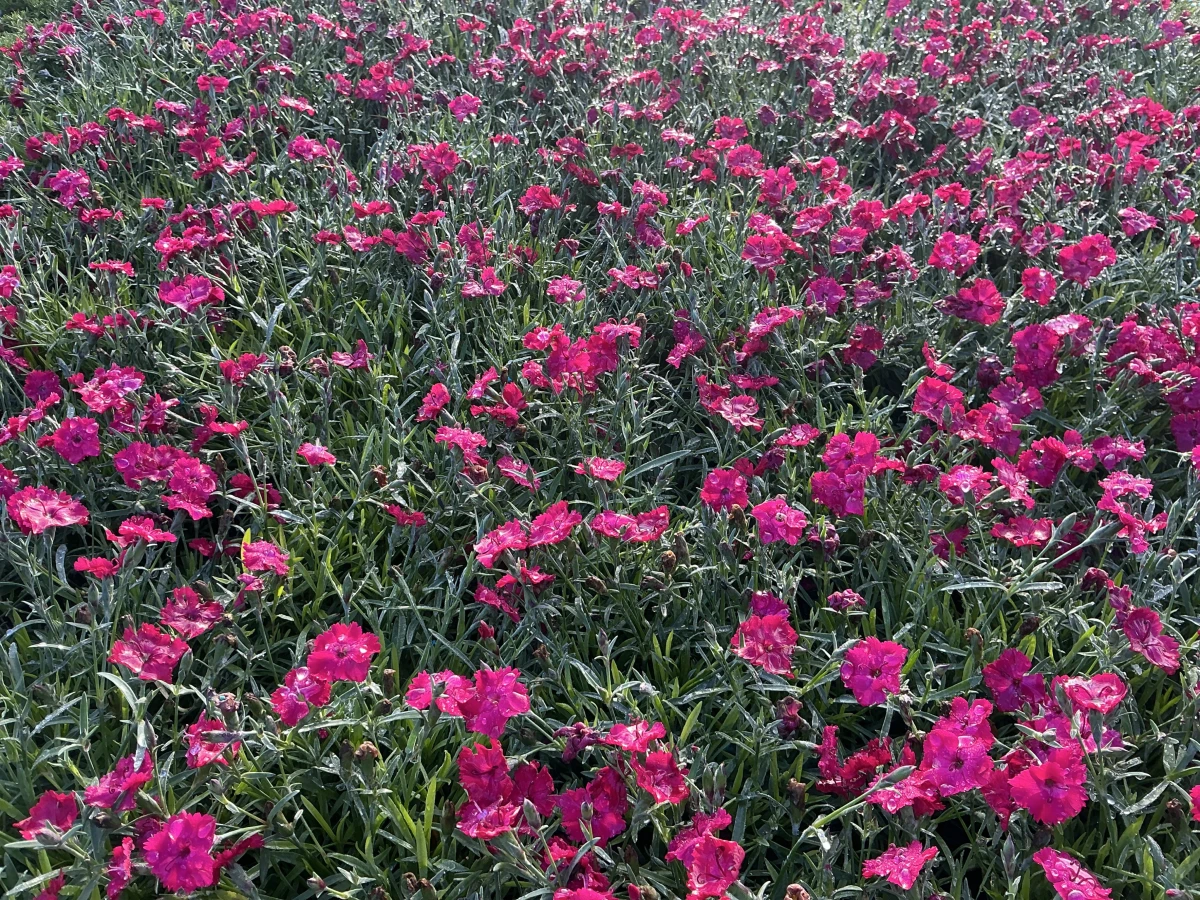 Pinks