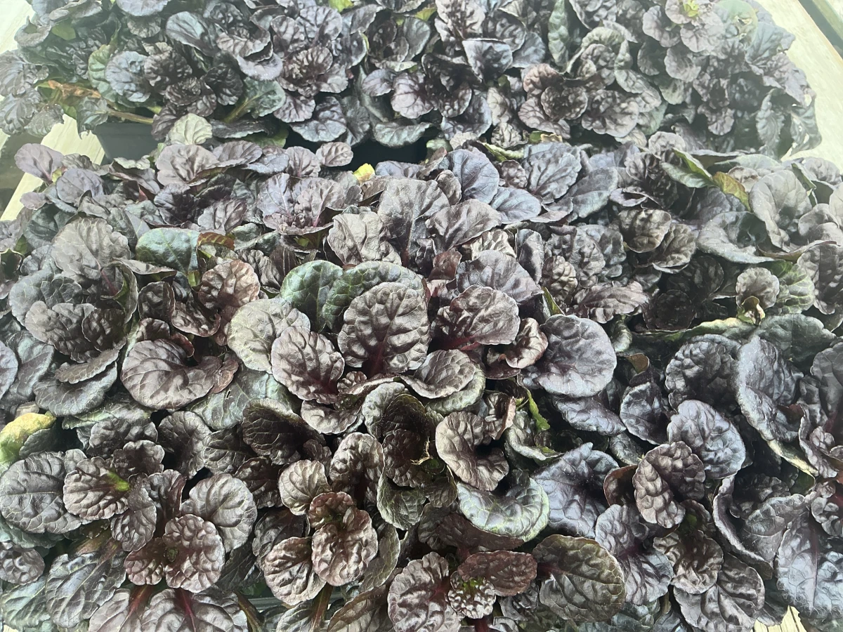 Bugleweed