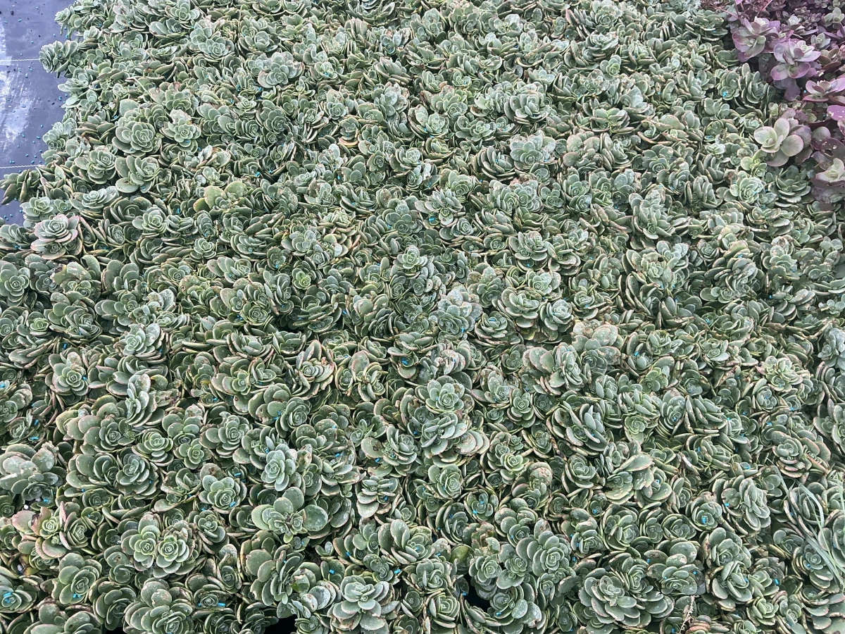 Stonecrop