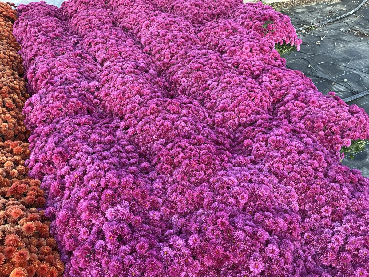 Garden Mum