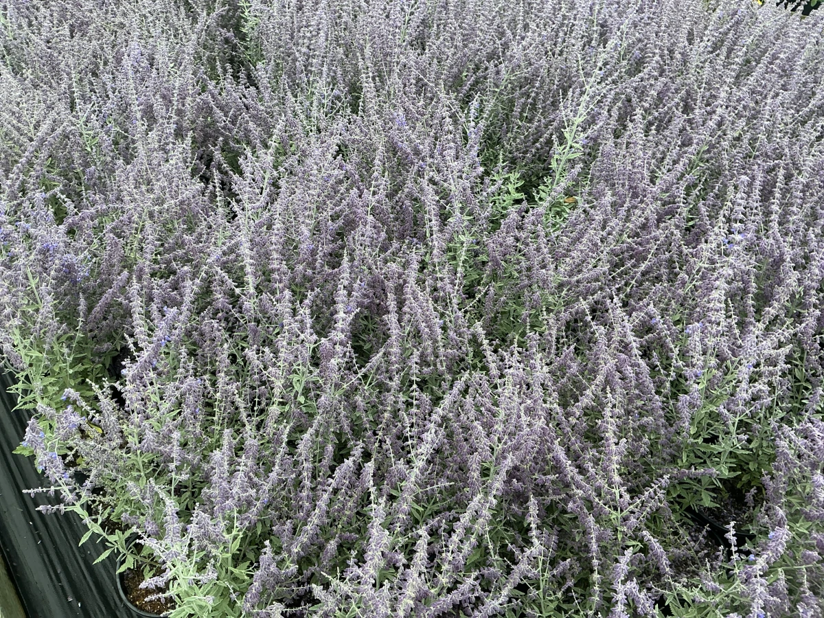 Russian Sage
