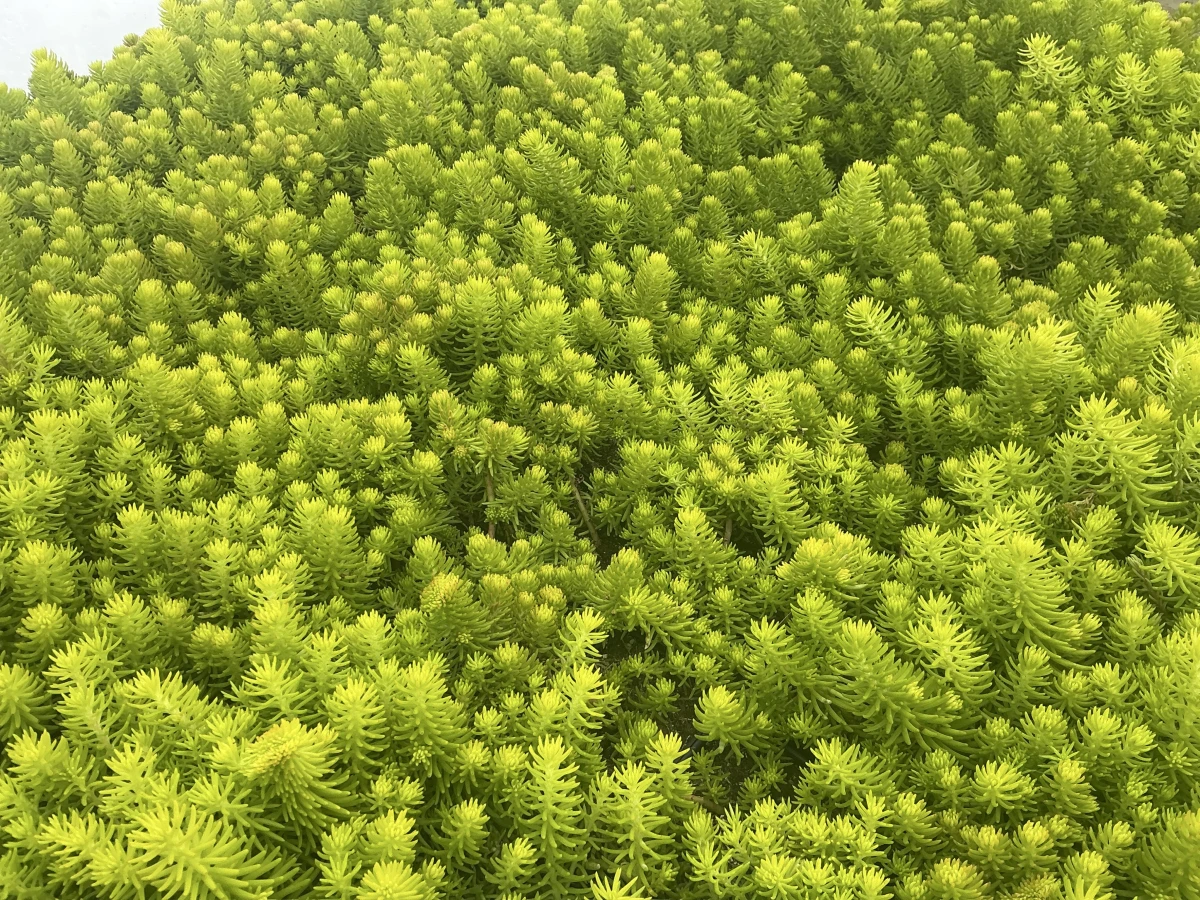 Stonecrop