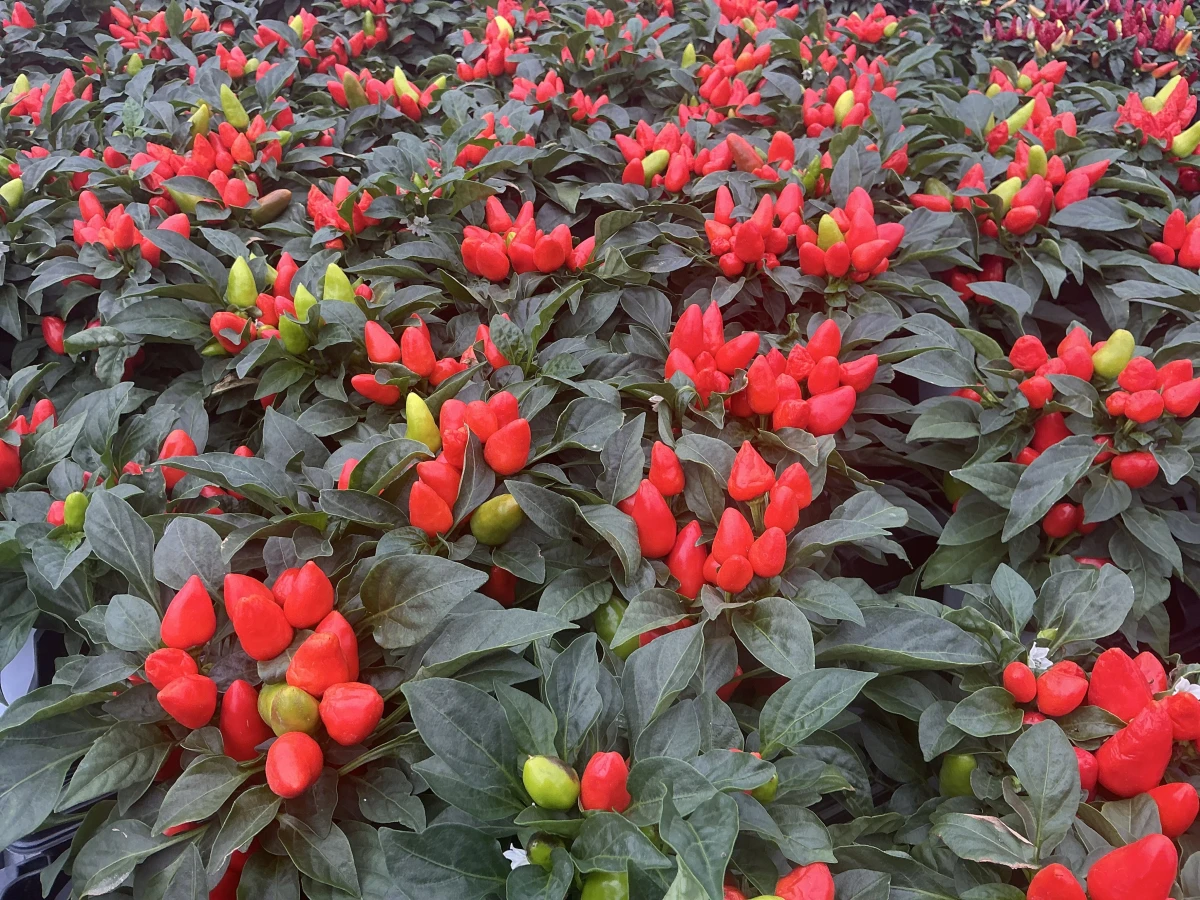 Annual Ornamental Pepper