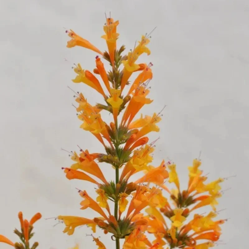 Hyssop, Hummingbird Mint