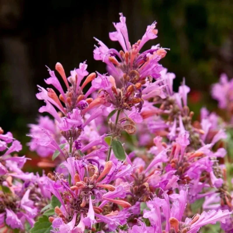 Hyssop, Hummingbird Mint