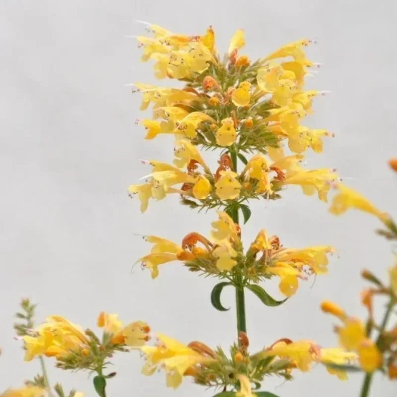 Hyssop, Hummingbird Mint