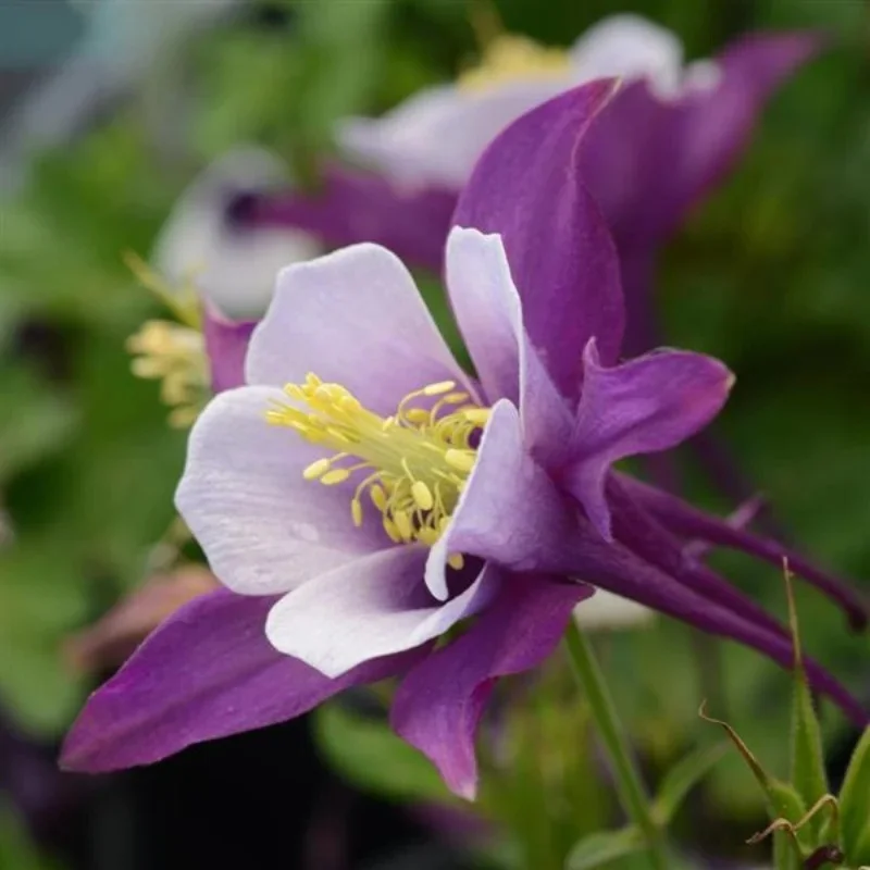 Columbine