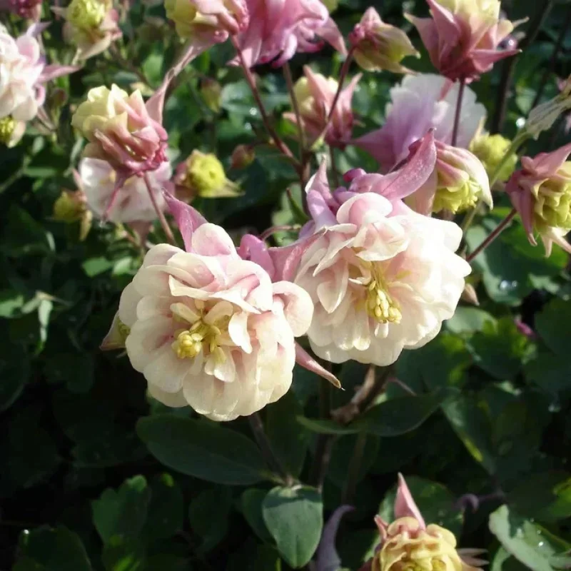 Columbine