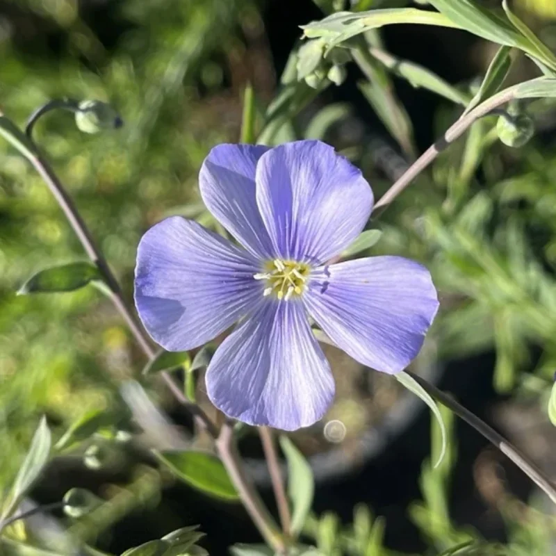 Blue Flax