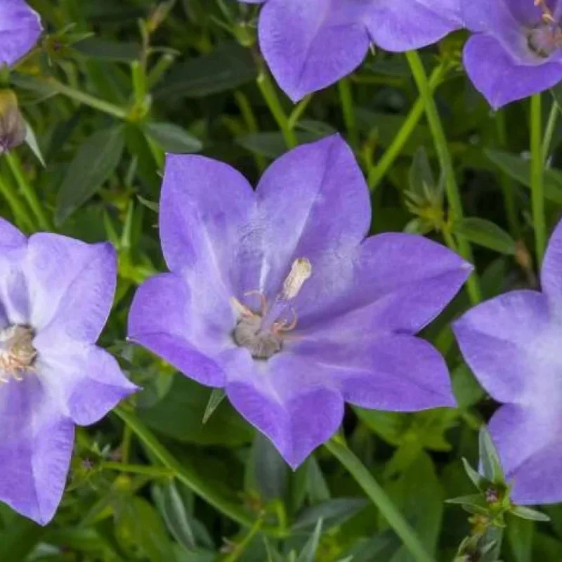 Bellflower