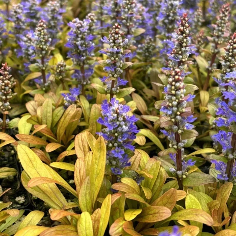 Bugleweed