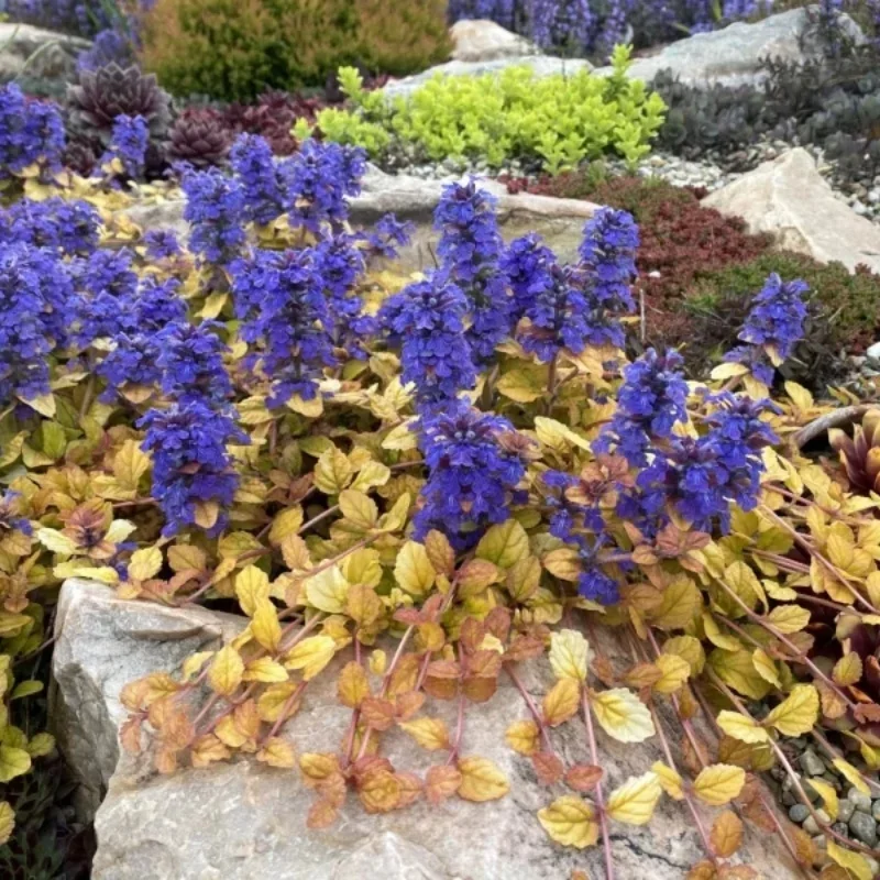 Bugleweed
