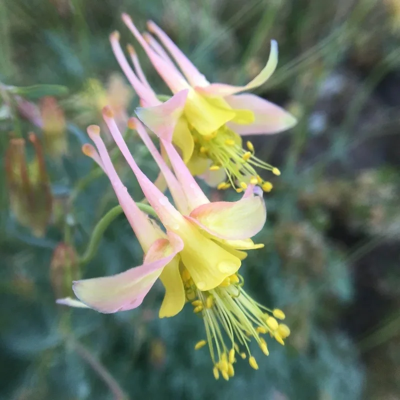 Firelight Oil Shale Columbine