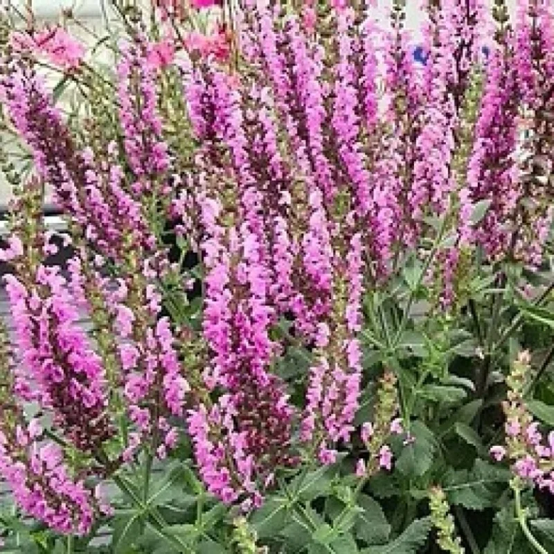 Meadow Sage