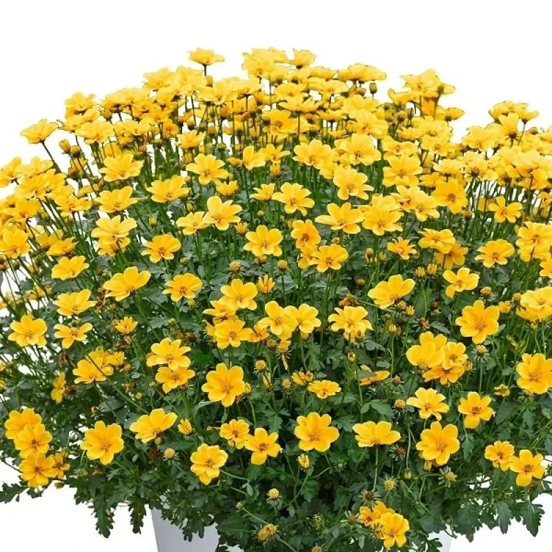 Tickseed