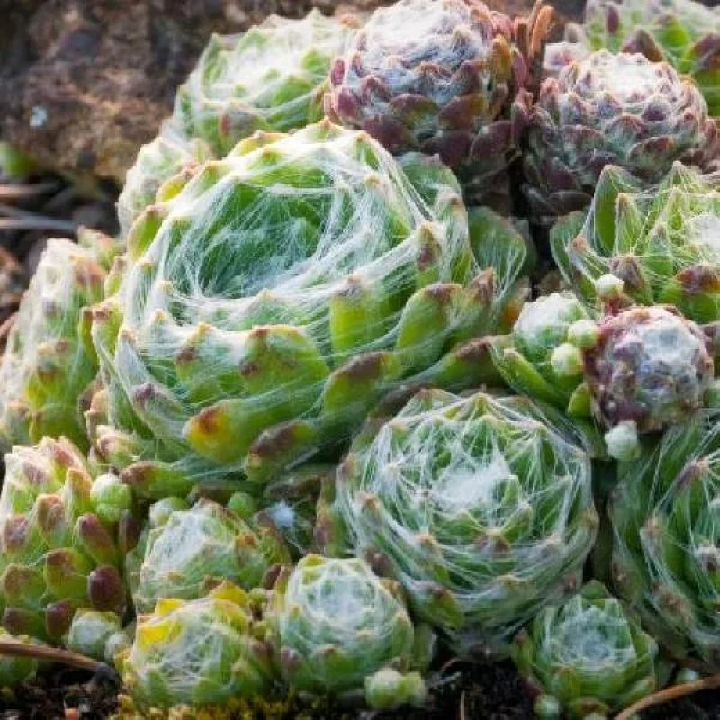 Hens and Chicks