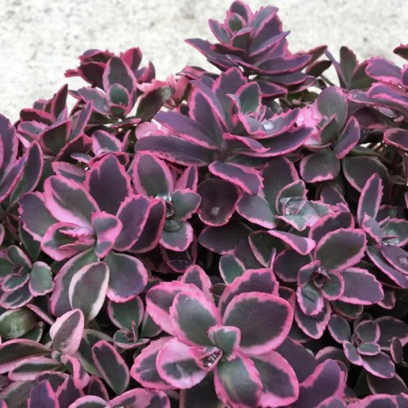 Stonecrop
