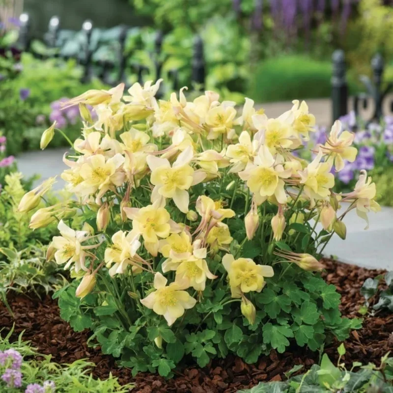 Columbine