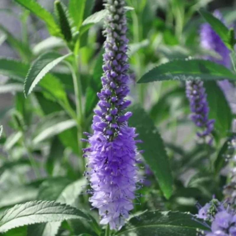Speedwell