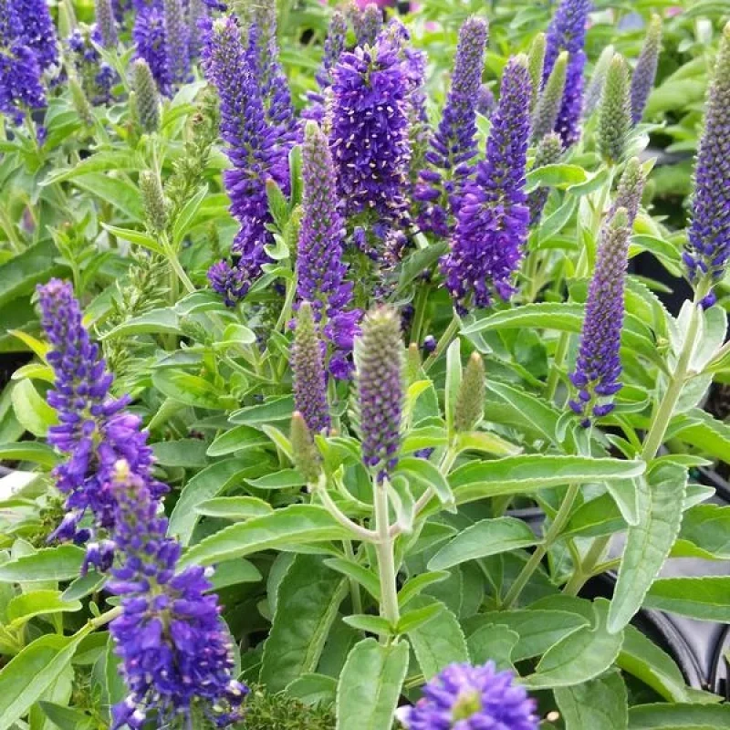 Speedwell