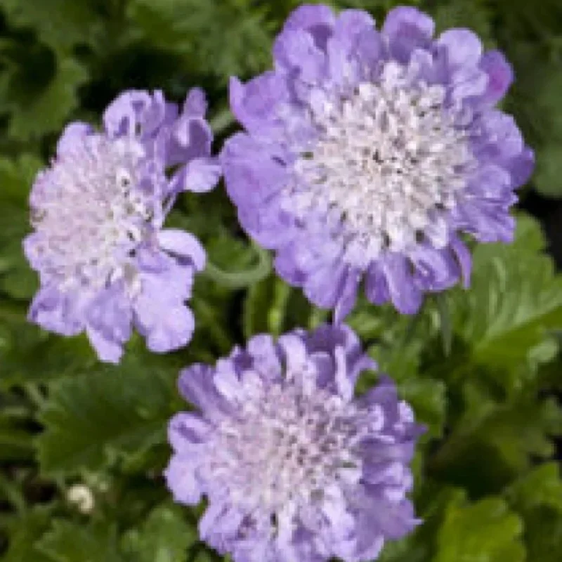 Pincushion Flower