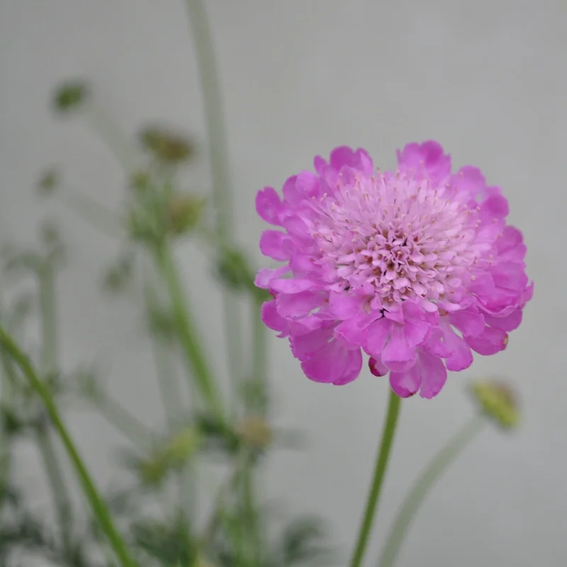 Pincushion Flower