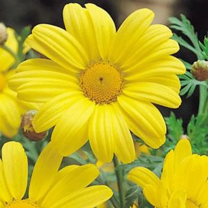 Marguerite Daisy