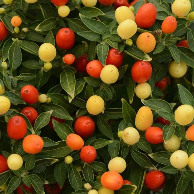 Annual Ornamental Pepper