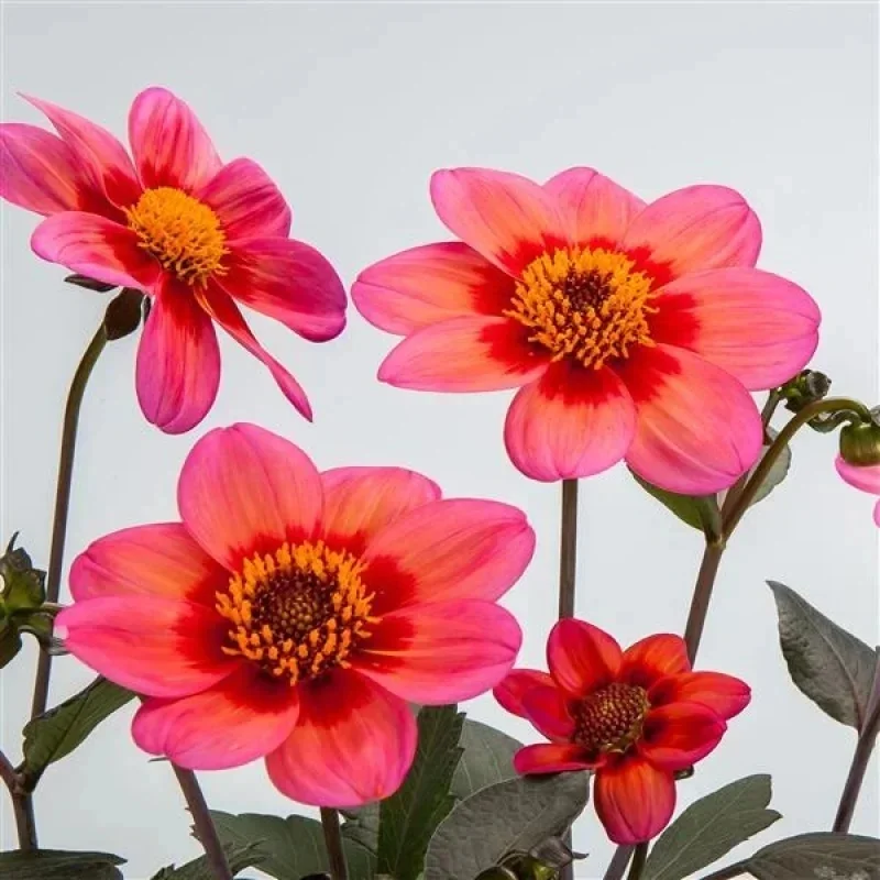 Single-flower Dahlia