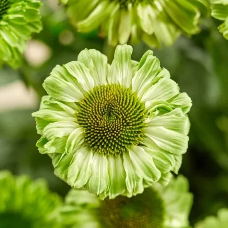 Coneflower
