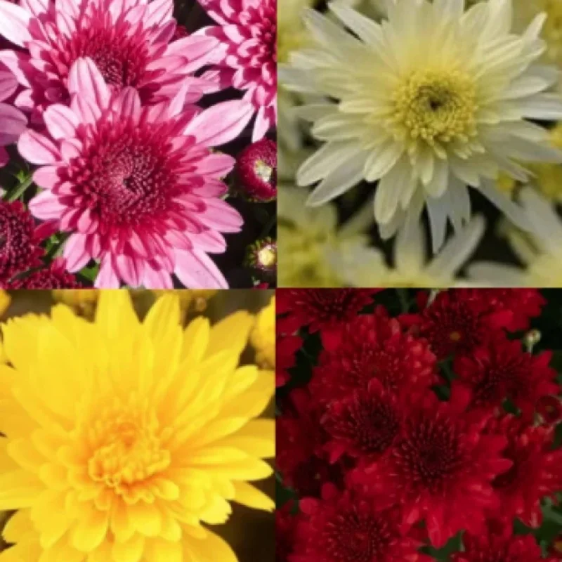 Decorative Garden Mum-early