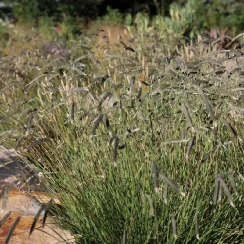 FREEDA® Caterpillar Grass