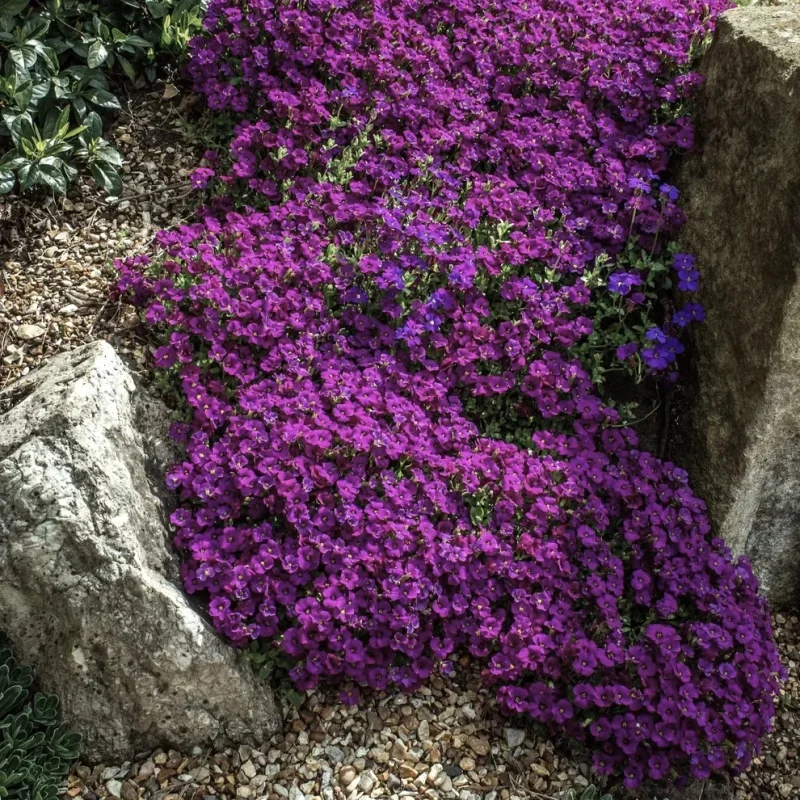 Rockcress