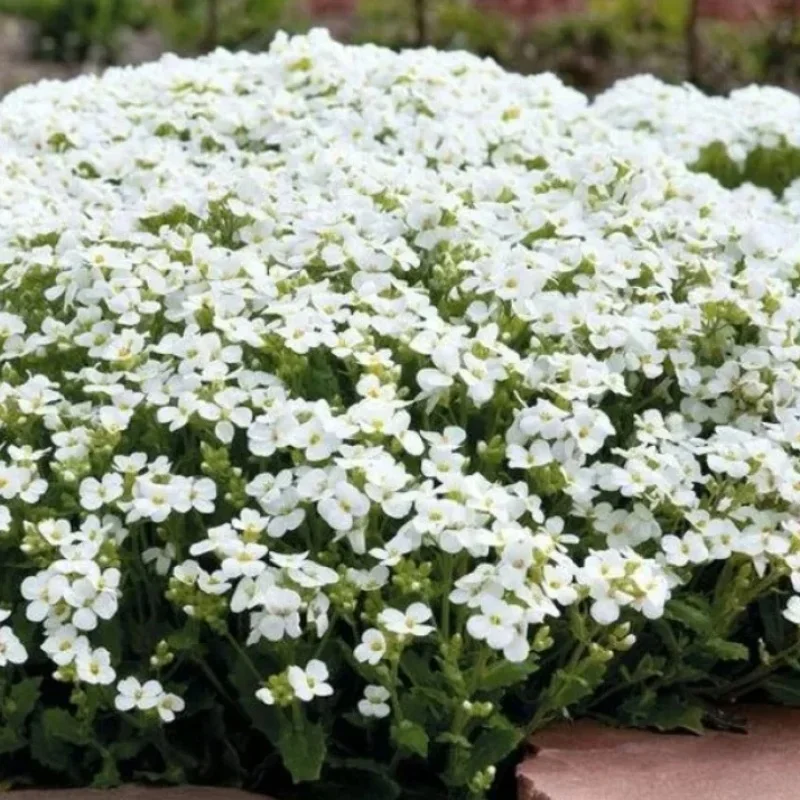Rockcress