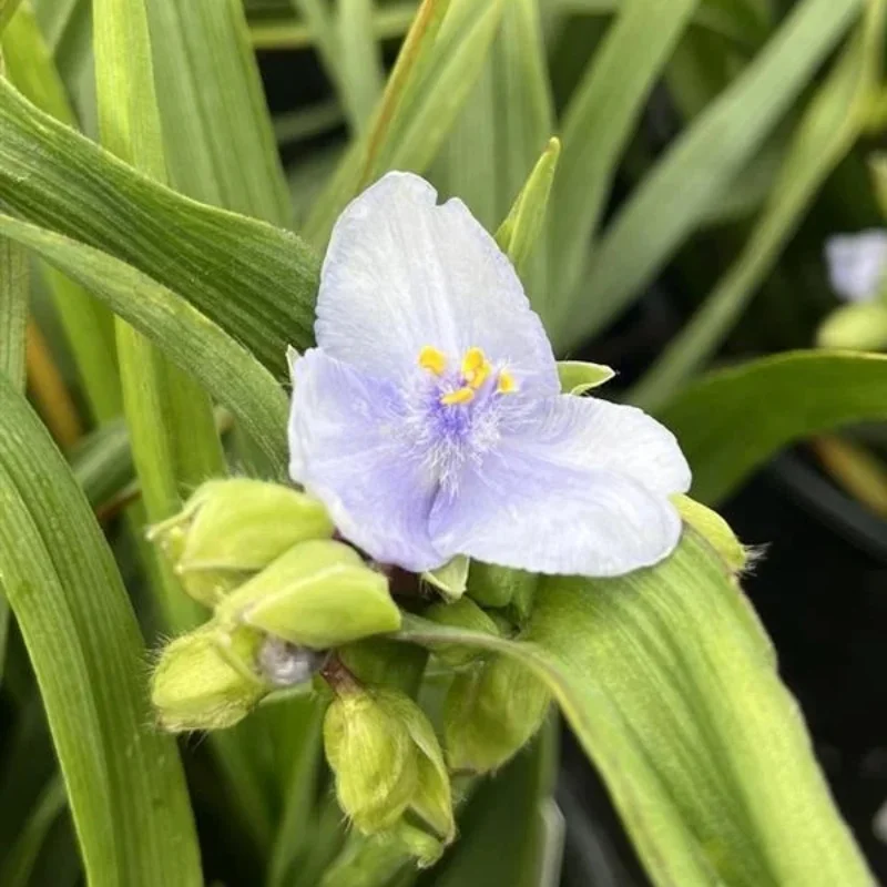 Spiderwort