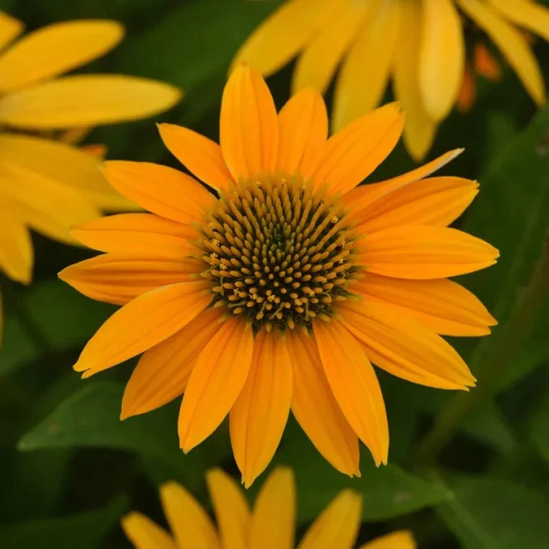 Coneflower