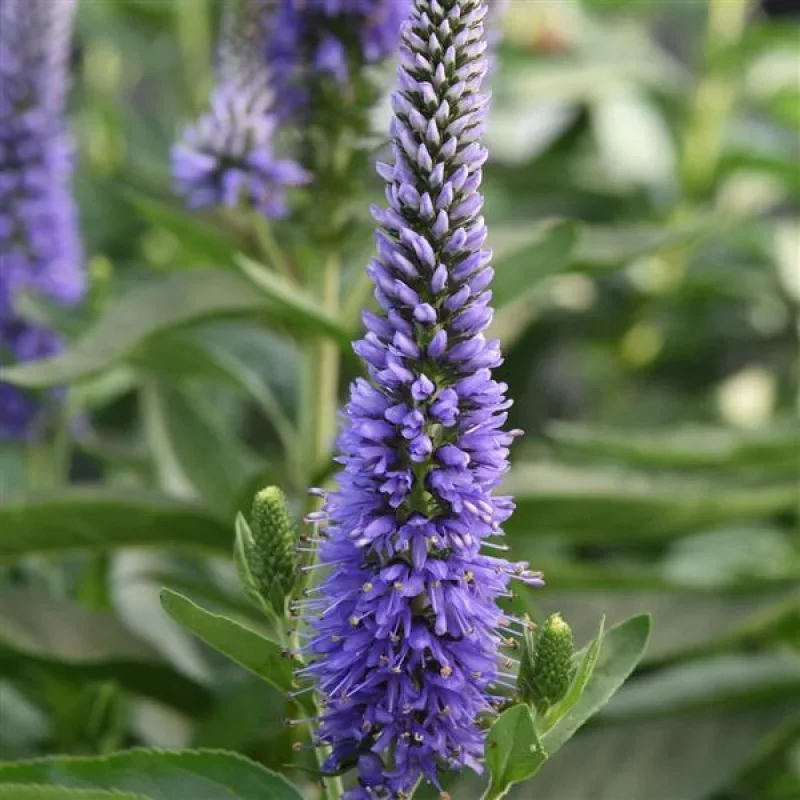 Speedwell