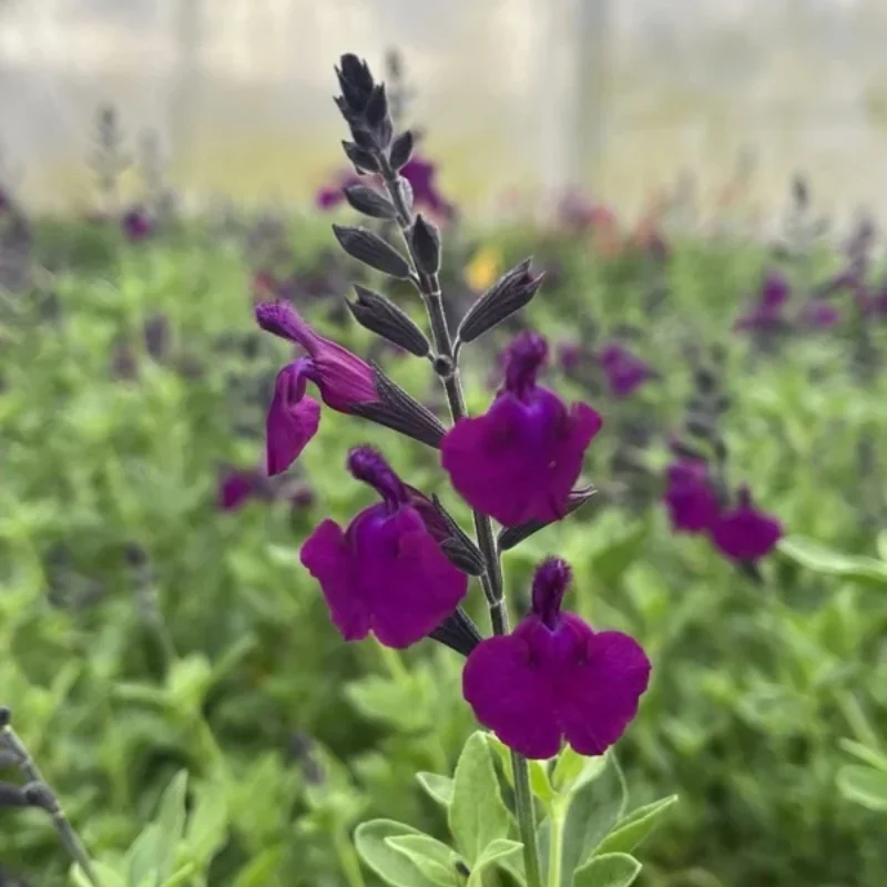 Sage