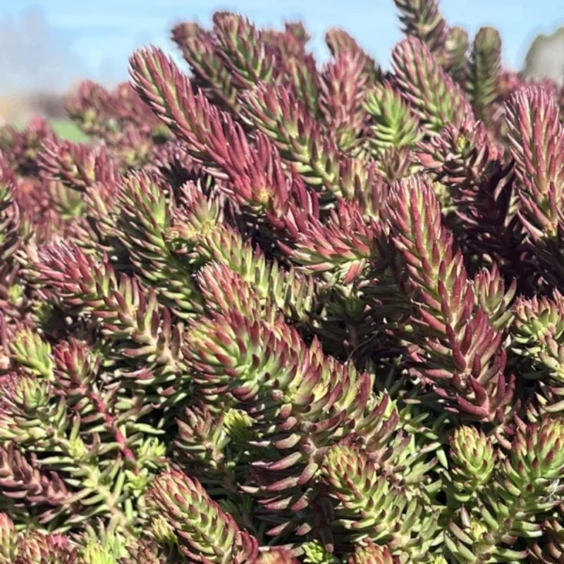 Stonecrop