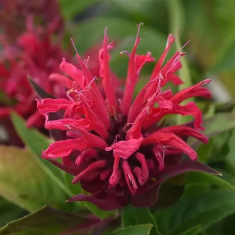 Bee Balm
