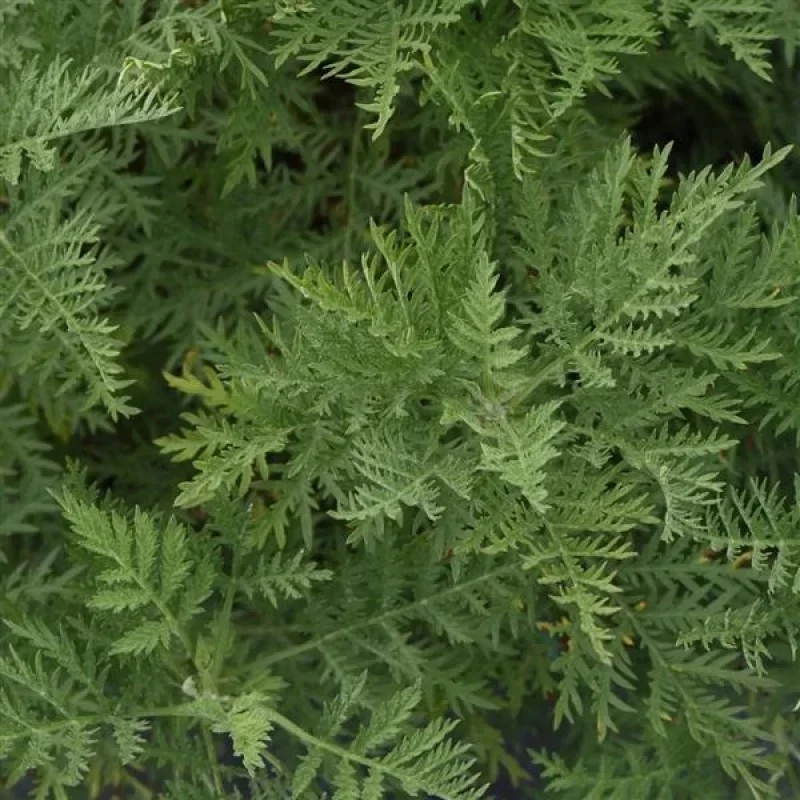 Wormwood