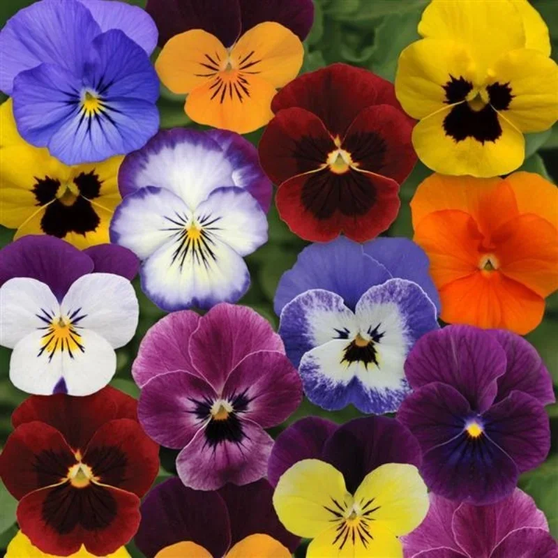 Horned Violet