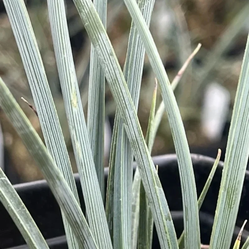 Texas Yucca