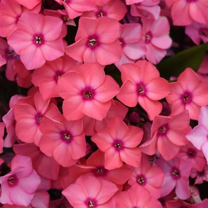 Garden Phlox