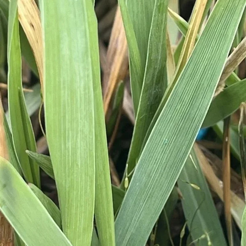 Bitter Switch Grass