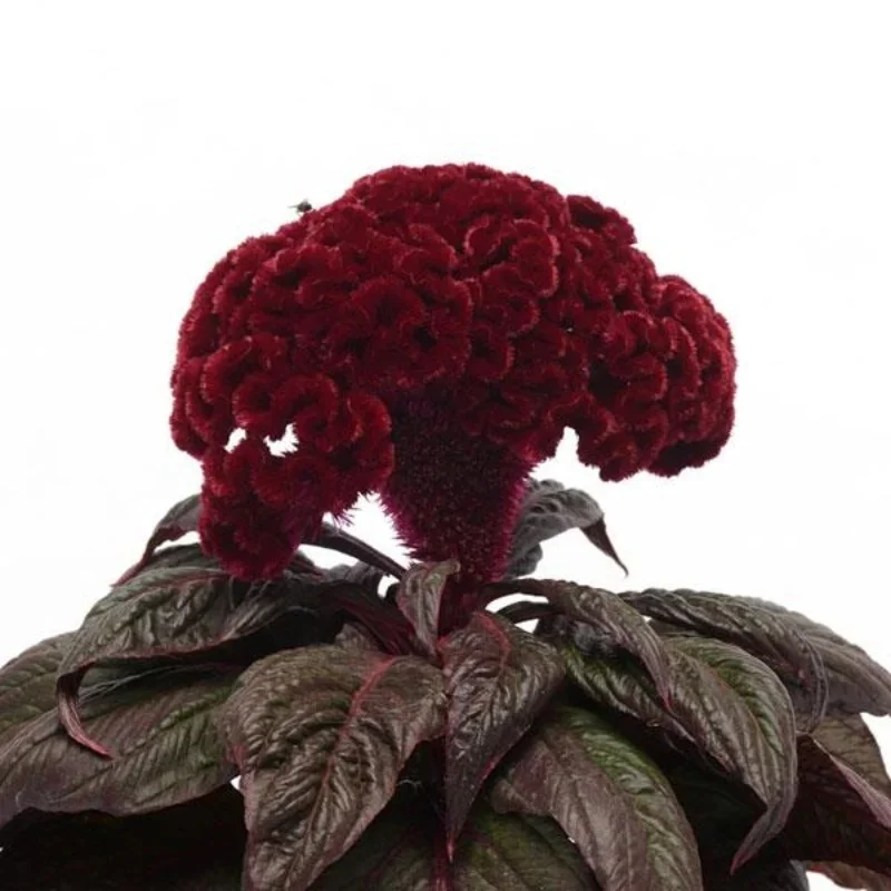 Cockscomb
