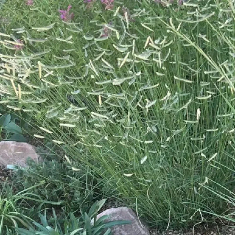 Blue Grama Grass